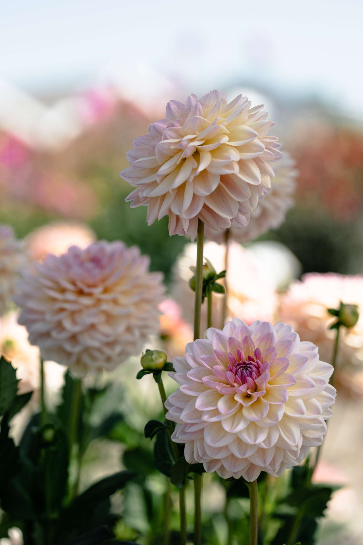 Dahlia 'Maya'